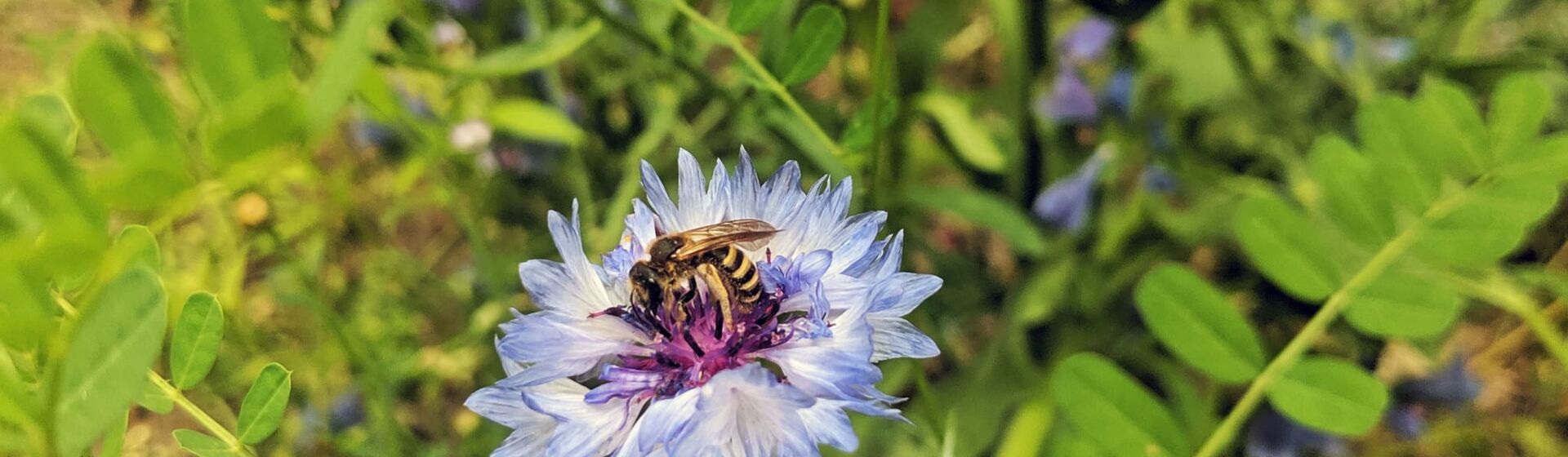 CONTAO_NATURE_THEME_Biene_auf_Blume