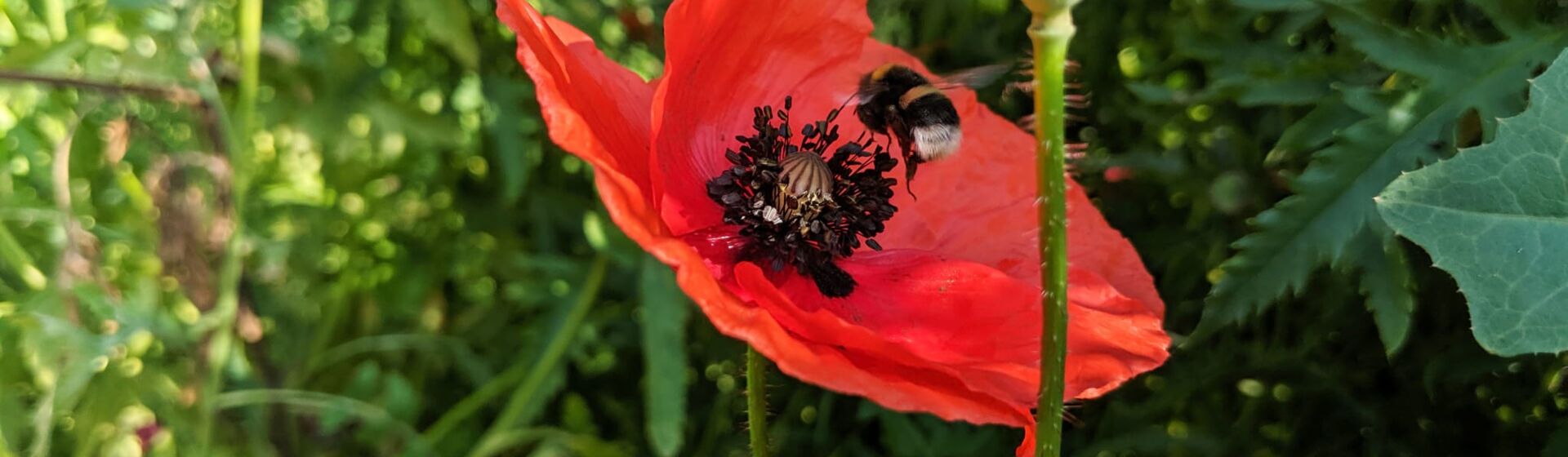 CONTAO_NATURE_THEME_Hummel_an_Mohn