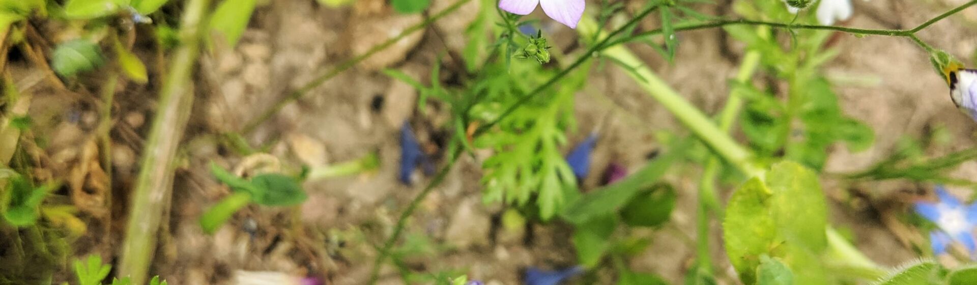 CONTAO_NATURE_THEME_Wildbiene_in_Wildblumenwiese